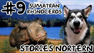 Суматранский носорог  9 Dicerorhynus sumatrensis Stories Northern [upl. by Aramat256]