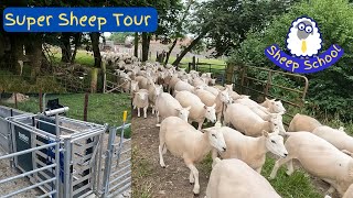 Sheep Farm Tour  New Handling System Sheds And Compact Lambing Farmer Interview [upl. by Slavic104]