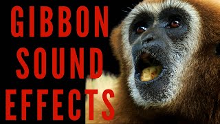 GIBBON SOUND EFFECTS  Gibbon Call and Noise [upl. by Liek]