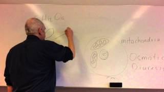 Glucose homeostasis lesson 1 Glucose control and insulin [upl. by Tybie]