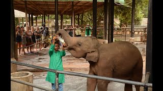 Elephant OrphanagePinnawala Sri Lanka June 2016 [upl. by Vincents]