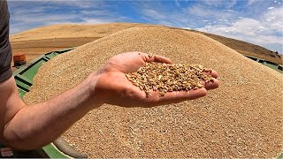 10 Our 2023 Wheat Harvest Got Greened Out  What Are The Different Wheat Grades In Australia [upl. by Duncan]