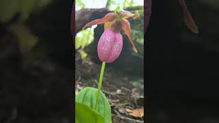 Pink Lady Slipper a species of Slipper Orchids Cypripedium Acaule [upl. by Luann861]