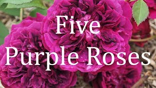 Five Purple Roses [upl. by Pavia]