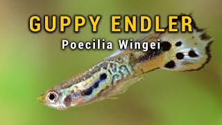 GUPPY ENDLER en AQUARIUM  Guide Complet sur le Poecilia wingei [upl. by Rellek781]