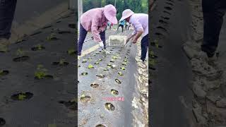 Physical weed control in medicinal herb planting base [upl. by Hanid142]