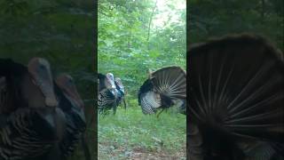 Several gobblers a turkey flies up to roost a hen with a beardnot too unusual [upl. by Atiz]