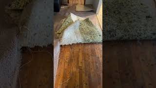 Look at that dirt Wood flooring vs carpet Remodeling your own home diy home flooring [upl. by Kadner429]