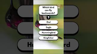 Backward Flying Bird🤯 Quiz Challenge gk gkquiz quiz shorts trending youtubeshorts factshorts [upl. by Nwahsyt994]