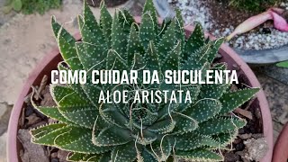 Como cuidar da SUCULENTA Aloe Aristata [upl. by Earised538]