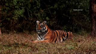 Early morning Tiger sighting from Kabini safari [upl. by Aerdnaed]