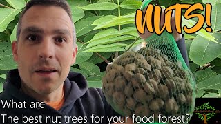 NUTS My recommended nut trees for a cold hardy permaculture food forest [upl. by Gipps]