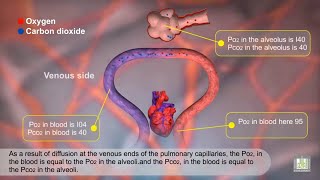 Gas Exchange and Partial Pressures  Animation [upl. by Raymund905]