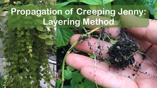 How to propagate creeping jenny moneywort  layering method method 2 [upl. by Saiff]