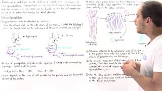 Glycosylation and Glycoproteins [upl. by Dittman]