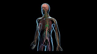 Neurociencia  Organización Aferente del Movimiento Corporal usar Audífonos para escuchar mejor [upl. by Anitnatsnok]