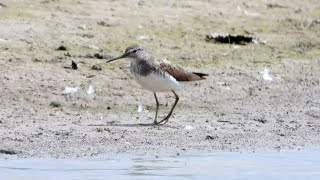 Slimbridge  Bluethroat and Green Sandpiper 4K [upl. by Repinuj358]