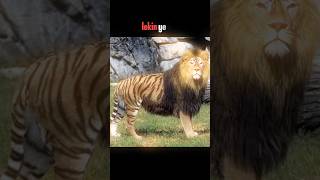 liger or tigon [upl. by Penrod]