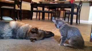 German Shepherd Dog Plays With Kitten [upl. by Yrelav]