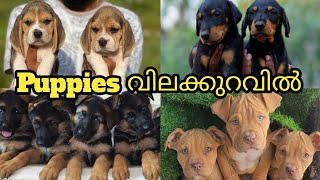 Puppies വിലക്കുറവിൽ വാങ്ങാം  📞9846628517  All Kerala Delivery available [upl. by Templia]