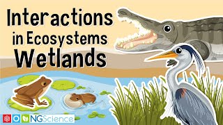 Interactions in Ecosystems – Wetlands [upl. by Noivaz]