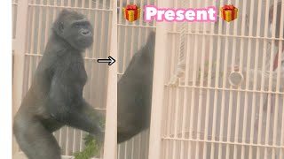 Annie a friendly gorilla gives a present to her keeper🎁✨ Shabani Group [upl. by Ahsienal]