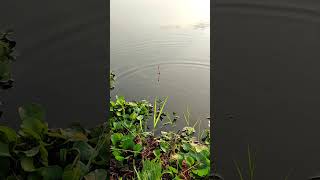 fishing fishingvideo carp [upl. by Nilek]