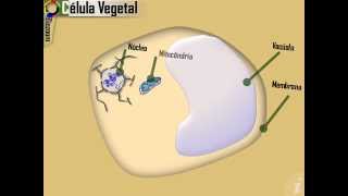 Célula Animal e Vegetal  Projeto Biozoom [upl. by Absalom692]