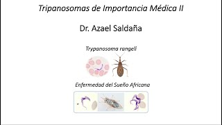 Trypanosoma rangeli y Tripanosomas Africanos Dr A Saldaña [upl. by Arakahs]