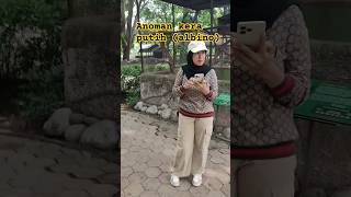 Kera putih anoman albino faunaland keraputih fypシ゚ ytshorts animals cepbigichannel [upl. by Notsuoh]