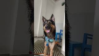 Kya aap bta skte haigerman germanshepherd funnyanimal reels doglover youtube pets funnydog [upl. by Ahsined620]