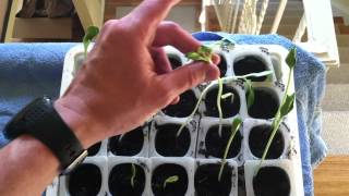 Spindly Seedlings a Problem [upl. by Imak]