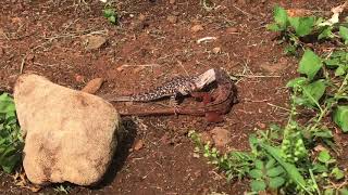 Brown Anole Fight [upl. by Nasaj]