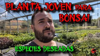 Planta joven en Kensho para empezar tu bonsai [upl. by Safir]