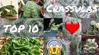 TOP 10  Crassulas Exóticas [upl. by Reivax]