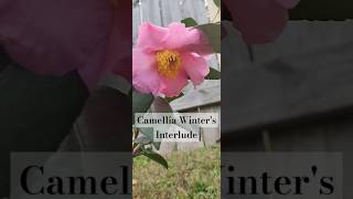 Camellia Winters Interlude camellia [upl. by Warrin]