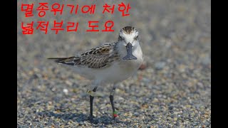 Spoonbilled Sandpiper 넓적부리도요 [upl. by Schell741]