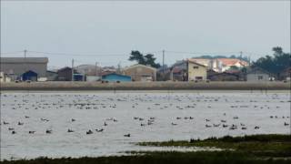 Escale des oies bernaches sur le Bassin dArcachon [upl. by Zasuwa]