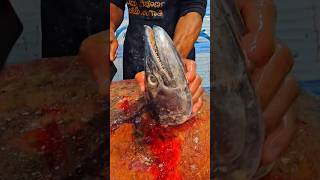 King fish surumai vanjaram neymeen fish head curry trending india funny fish shorts viralvideo [upl. by Randell438]