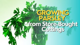 Growing Parsley from StoreBought Cuttings [upl. by Geiss962]