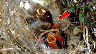 Tailor bird putting her full beak in babies mouth BirdPlusAnimals [upl. by Ennayr]