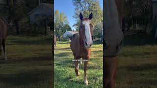 He needs the food equestrianlife horsemom horsegirl fallvibes horsewoman quarterhorse [upl. by Lardner]