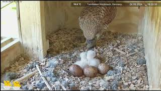 Common Kestrel nest Windsbach Germany May 4 2024 2 [upl. by Karin]