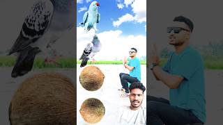 vah Nariyal Mein kabutar nikala😜❤cartoon cartoonvideoshot dance pubgmobile cartoonvideoshot [upl. by Ynots]