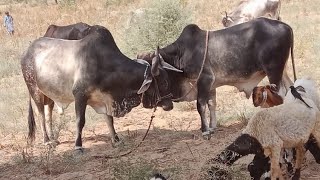 beautiful 🥰 cow 🐄 morning 🌄 village lifegay ka 🐂 video new meeting ka video [upl. by Ecnal551]