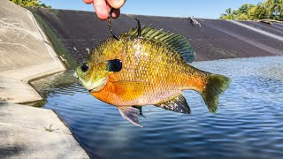 BIGGEST of the YEAR Spillway MONSTER  Surprise Catch [upl. by Lotsyrc]