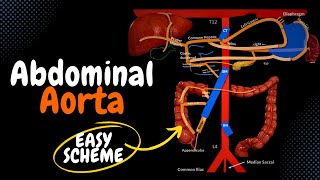 Abdominal Aorta EASY Scheme  Branches  Mnemonics [upl. by Aeslehc]