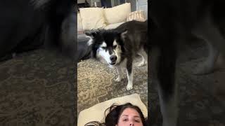 my husky always sense when I’m sick 😒 husky funnydogs [upl. by Yaffit]