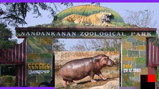 Nandankanan Zoological park Bhubaneswar [upl. by Suidualc604]