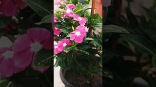 Tips to care vinca plantEsha yadav viralshortstrending 🪴🪴 [upl. by Grover]